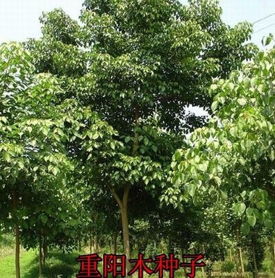重阳木种子红桐种子秋枫种子绿化风景观赏树种子当年新采林木种子