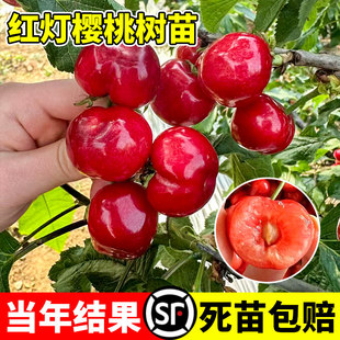 红灯樱桃树苗矮化樱桃苗盆栽地栽嫁接果树苗南方北方种植当年结果