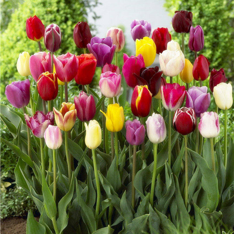 郁金香荷兰进口郁金香种球 郁金香种子观花植物盆栽花卉满12