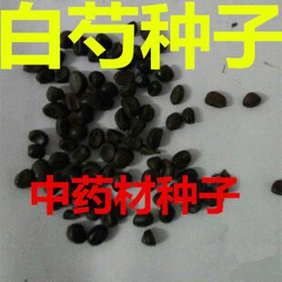 新白芍种子 白芍籽 白芍药种子赤芍种子 材籽散称试种