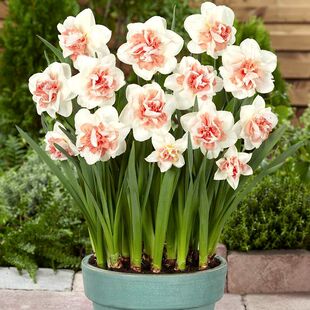 水仙花种球盆栽水养植物室内水培四季开花桌面风信子洋水仙花种子