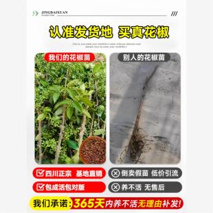 花椒苗树九叶青小苗带土老品种老桩四川大红袍花椒树大苗当年结果