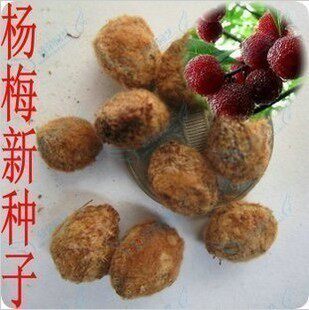 杨梅 杨梅种子杨梅树当年新种子林木种子果树种子杨梅种子