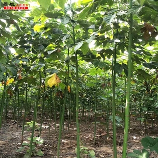 青桐树苗梧桐树苗青桐树苗中国梧桐树苗庭院观赏风景绿化行道树苗