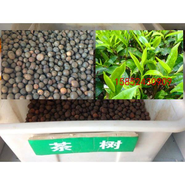 茶树种子 林木种子 油茶种子当年新采 发芽率高