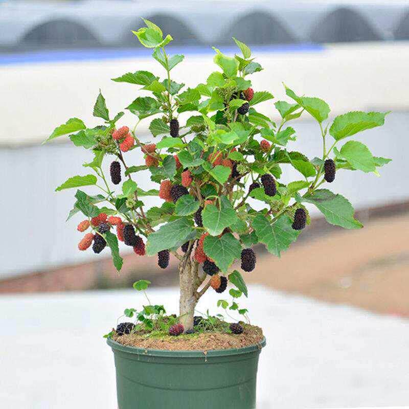 桑葚树苗无籽十大嫁接四季盆栽大叶桑树苗南北方种植地栽当年结果