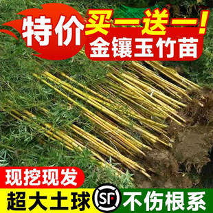 金镶玉竹子苗庭院四季常青北方耐寒名贵黄金竹子盆栽观赏景观植物