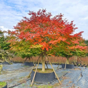 鸡爪槭树苗小叶青枫庭院大型耐寒绿化风景树彩叶植物丛生鸡爪槭苗