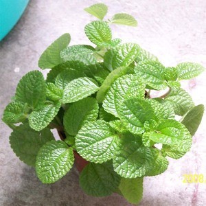 吸毒草室内花卉植物吸毒草吸毒吊兰专吸室内空气中的有毒有害气体