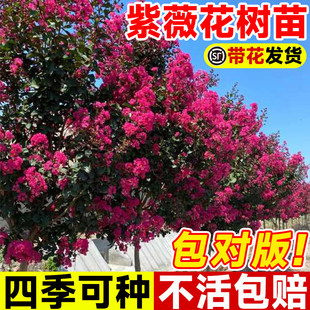室外树苗庭院花卉大苗植物红花紫薇紫薇花苗绿化盆栽四季阳台庭院