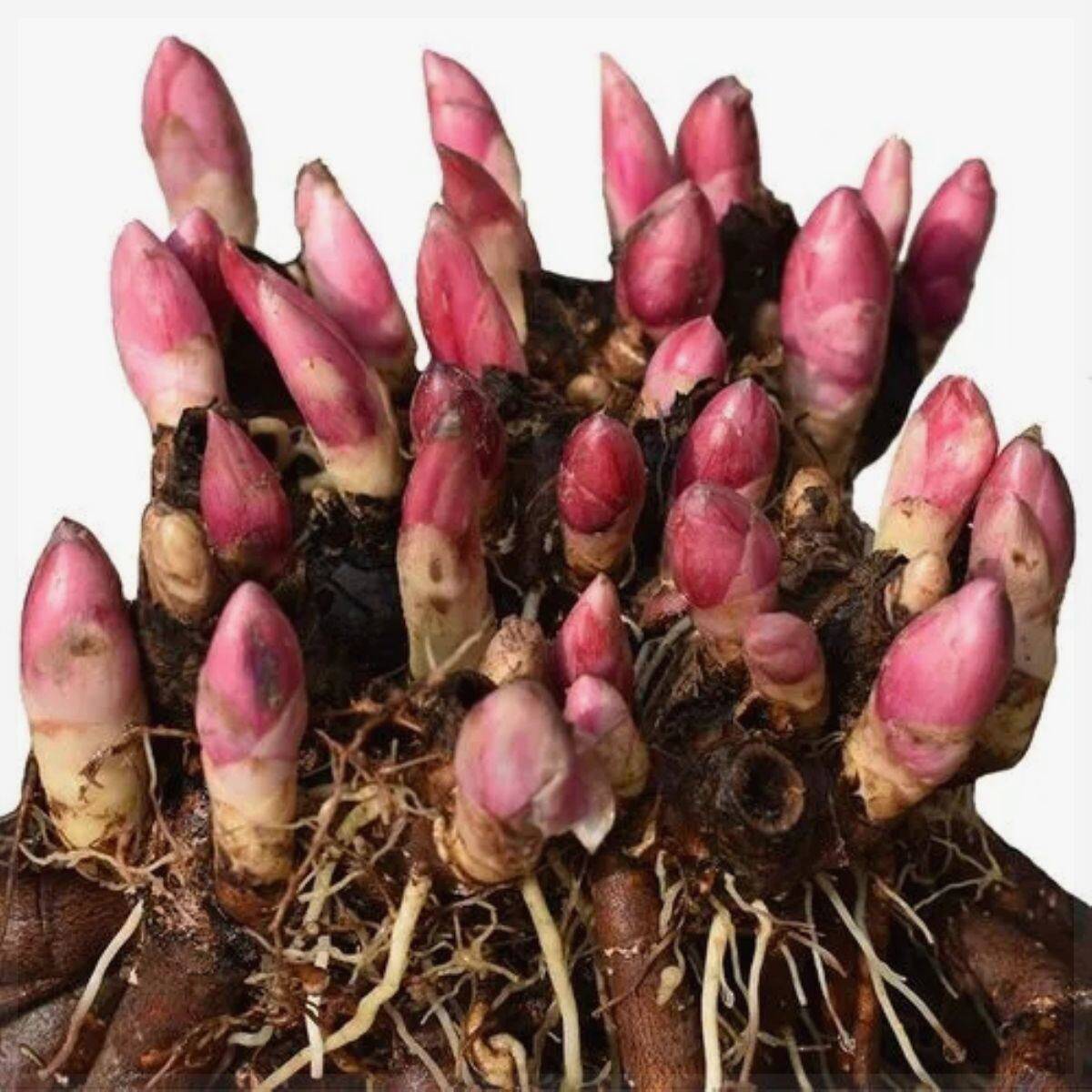 重瓣芍药花苗带芽种根冬季耐寒阳台庭院盆栽鲜花观赏牡丹花卉植物图片