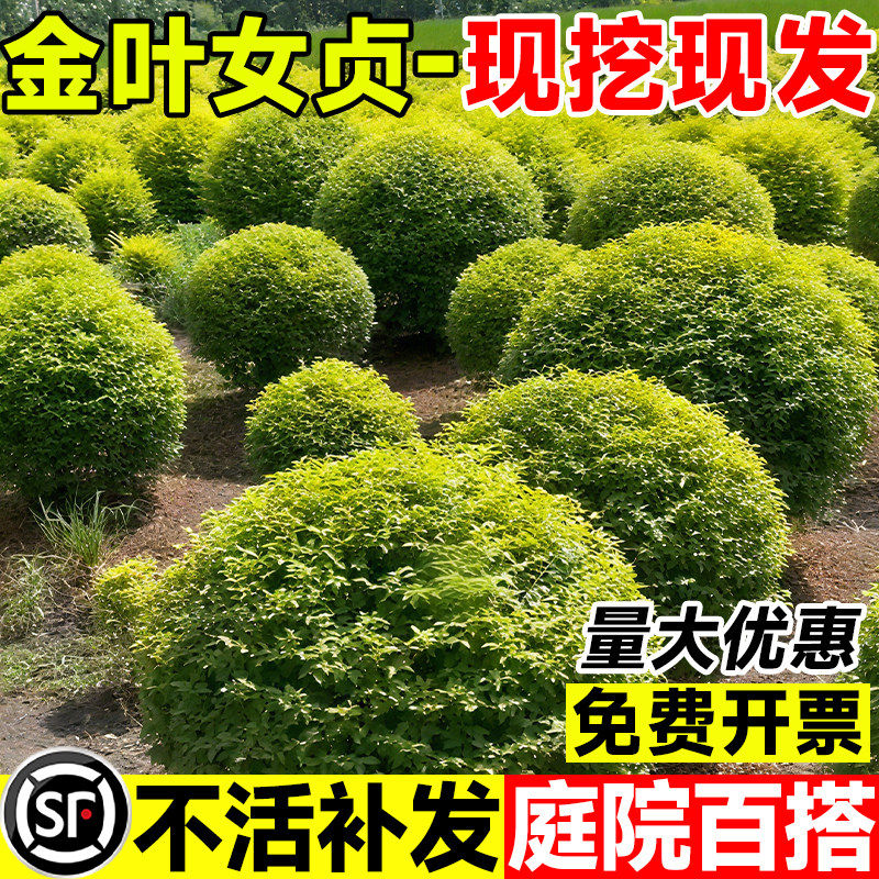 金叶女贞球树苗庭院耐寒绿化风景树彩叶色块篱笆墙植物小叶女贞球
