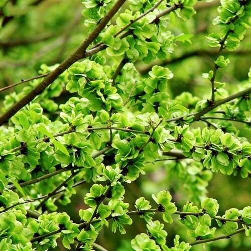 榆钱树庭院可以吃盆景素材榆钱树