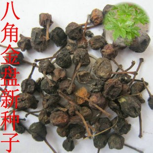 八角金盘 八爪金盘 种子 新采八爪金盘八手树种子金刚纂种子