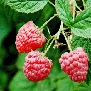 树莓苗红树莓果树苗树上水果中老年水果树莓树苗盆栽地栽当年结果