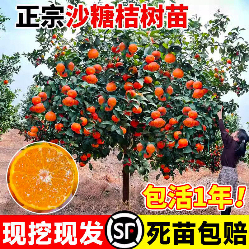 特大橘子树果苗沙糖桔子树苗橘子苗树无籽当年结果地栽苗南方种植