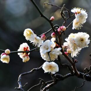 游龙梅龙游梅游龙梅花枝如游龙造型奇特梅花奇特品种当年开花