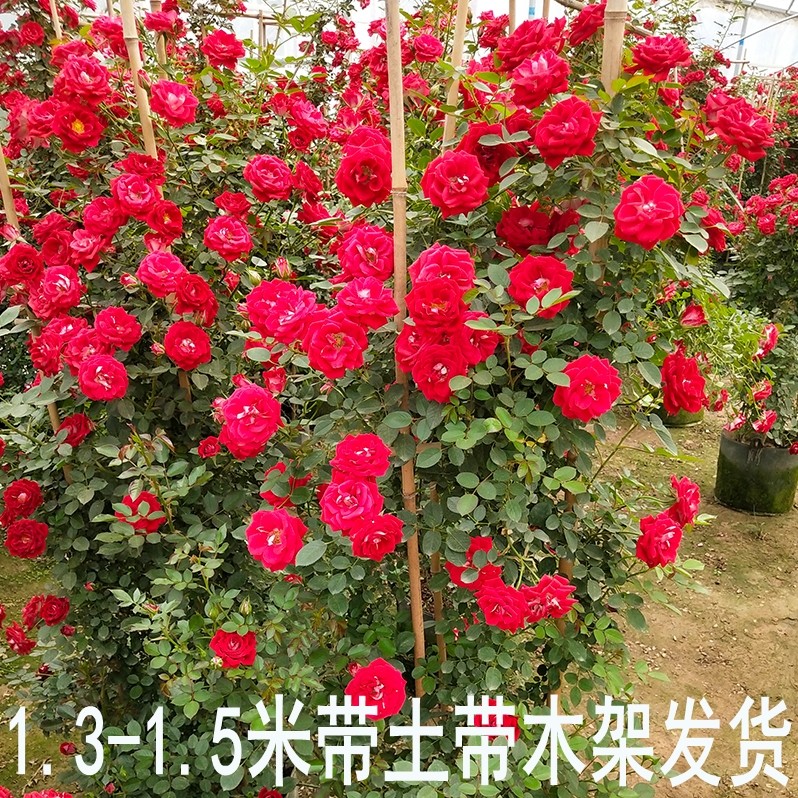 红色藤本月季攀援玫瑰花卉植物