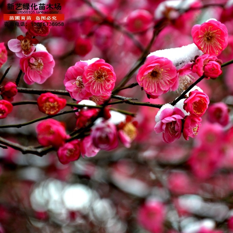 红梅花盆景朱砂梅乌梅红梅梅花造型盆景树桩花卉室内风景盆栽梅花