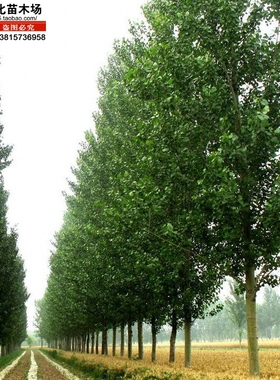 白杨杨树苗白杨速生杨扦插苗杨树条杨树苗107108速生杨树苗