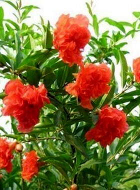 牡丹庭院地栽花苗当年开花