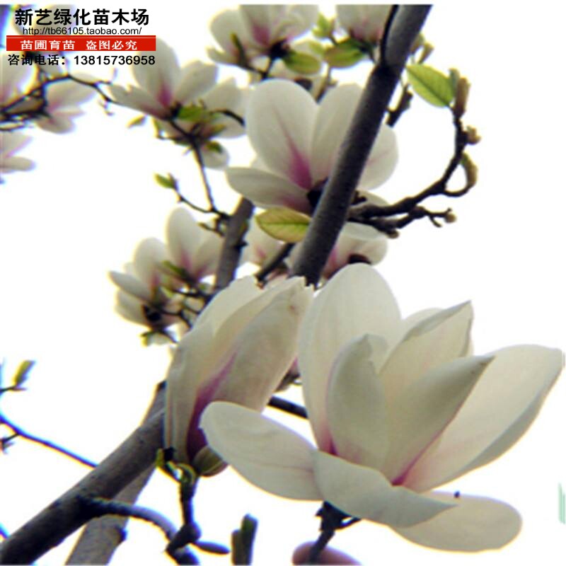 庭院绿化风景植物白玉兰紫玉兰黄玉兰红玉兰树苗迎春花玉堂春树苗