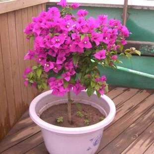 室内花卉盆栽地栽三角梅苗 攀援花卉重瓣3年苗盆栽三角梅大花植物