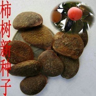 柿子种子当年新采种子林木种柿树种子果树林木当年柿树种柿子种