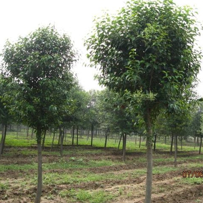 绿化苗行道树大叶女贞大叶女贞小苗桢树高杆女贞蜡树四季常青树苗