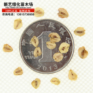 水杉种子树当年新采绿化林木树种子水杉树种子水桫种子水杉种子