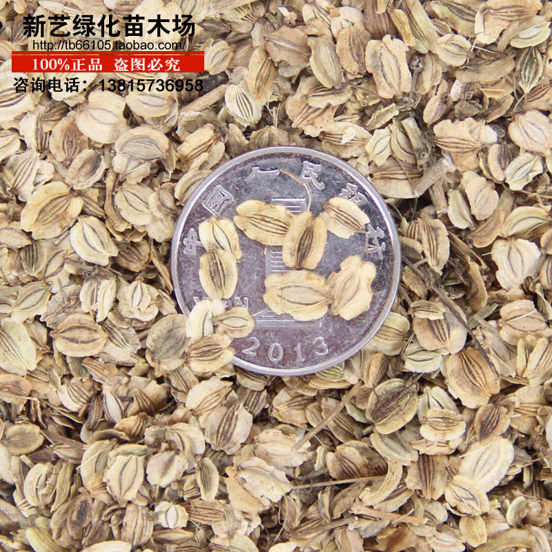 中草药材种子白芷桔梗板蓝根 丹参决明子党参柴胡防风种子