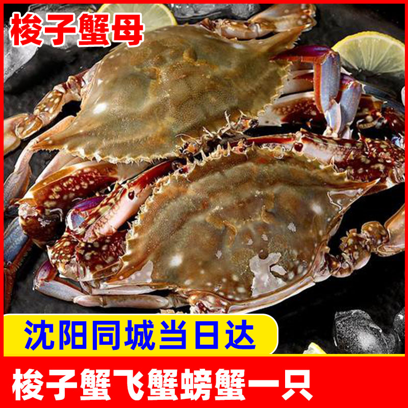 东港飞蟹一只装公母梭子蟹螃蟹海鲜鲜活水产辽宁沈阳保鲜不保活