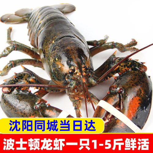 波士顿龙虾大龙虾水产沈阳同城