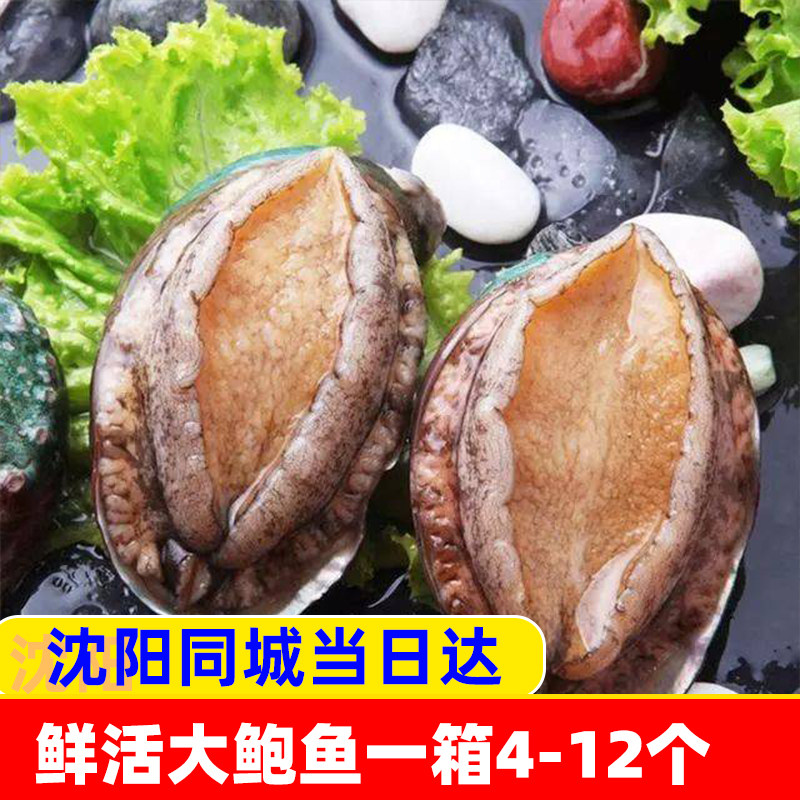 超大海鲜鲜活鲍鱼一份4-12个鲍鱼