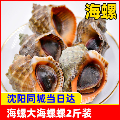 海螺食用鲜活水产辽宁沈阳一份