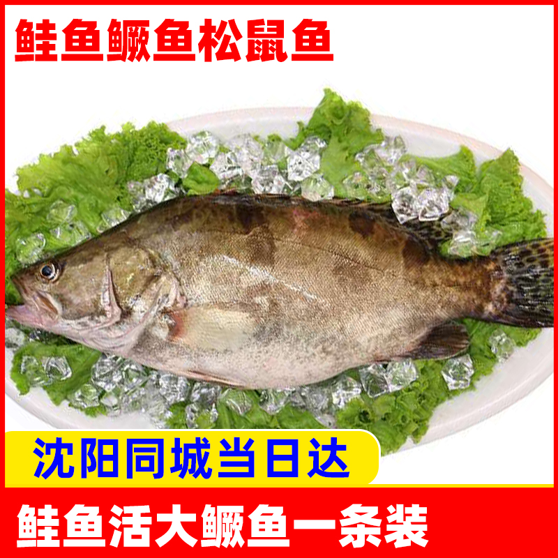 鲜活活桂鱼鲑鱼鳜鱼松鼠鱼海鲜鲜活水产一条约2斤辽宁沈阳不包活