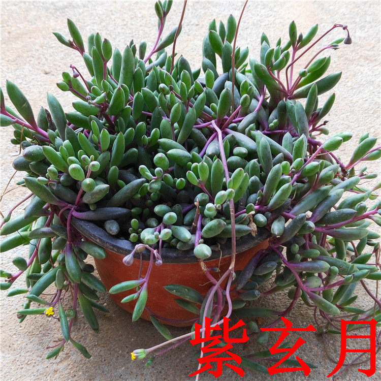 多肉植物紫玄月多肉佛珠吊兰花卉盆栽办公室绿植防辐射珍珠吊兰