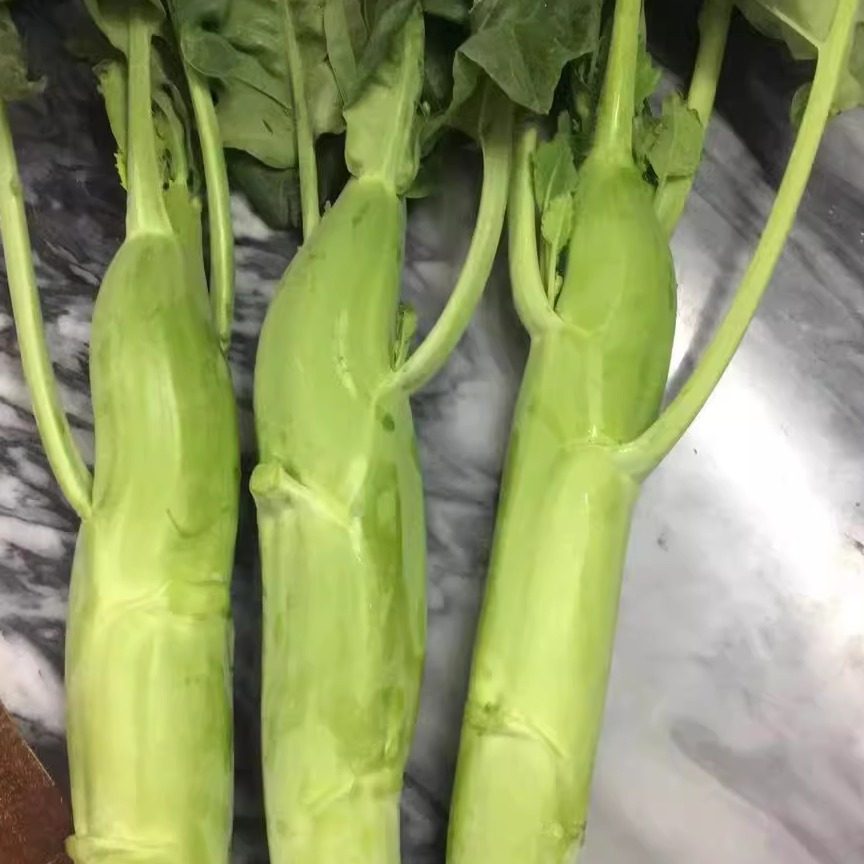 正品汕研香菇阳台盆栽粗条广东四季播种潮汕大骨大梗芥兰芥蓝种子