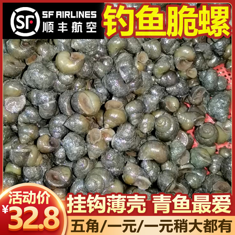 大青鱼脆螺薄壳螺蛳挂钩螺鲜活小田螺活体打窝石螺鱼饵饵料钓鱼螺