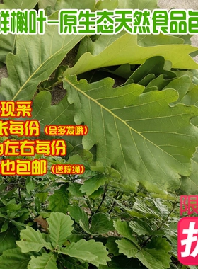 槲叶新鲜大胡叶桲椤叶菠萝叶柞树玻璃叶饼伯乐叶野生粽子叶孛椤叶