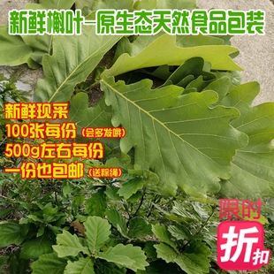 槲叶新鲜大胡叶桲椤叶菠萝叶柞树玻璃叶饼伯乐叶野生粽子叶孛椤叶