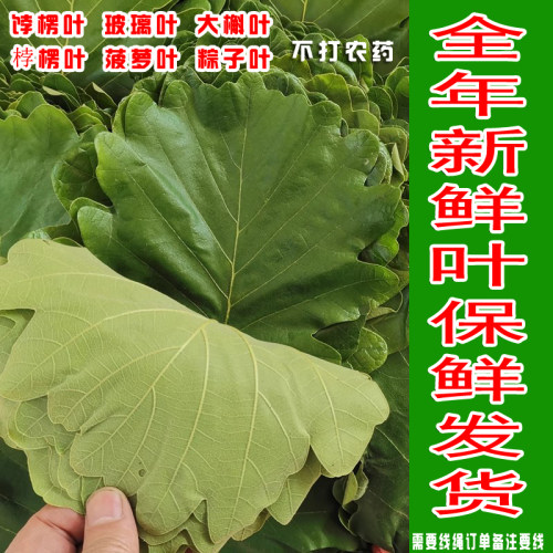 新鲜槲叶孛楞叶新鲜玻璃叶真空装
