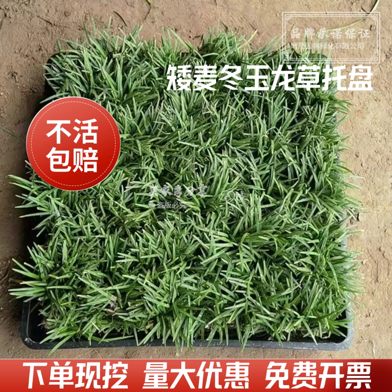 矮麦冬方盘草坪草皮装饰矮麦冬玉龙草方盘耐寒绿植方托盘地被植物图片
