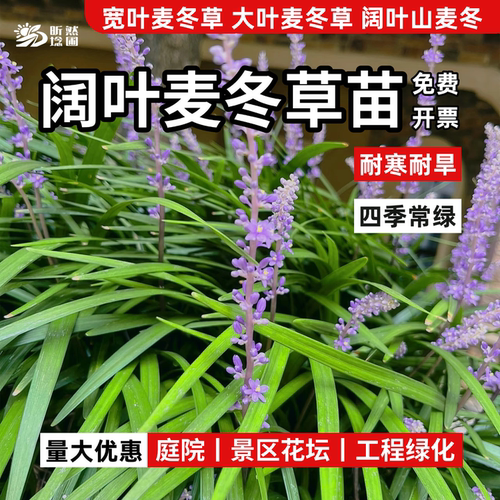 阔叶麦冬草苗四季常青耐阴耐寒