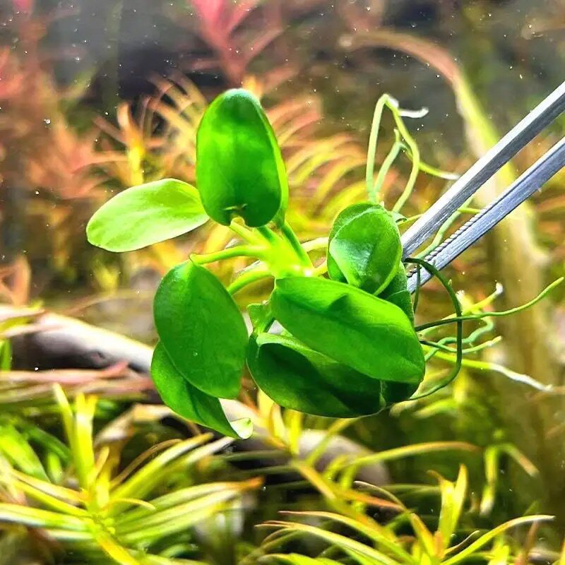 黄金迷你小水榕水缸水草绿色新手易养鱼缸水草植物净化水草易养活