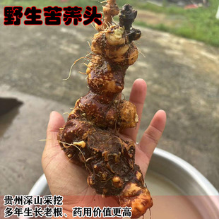 贵州新鲜现挖野南荞麦根苦荞头苦荞兰野荞兰万年荞金荞麦500g包邮