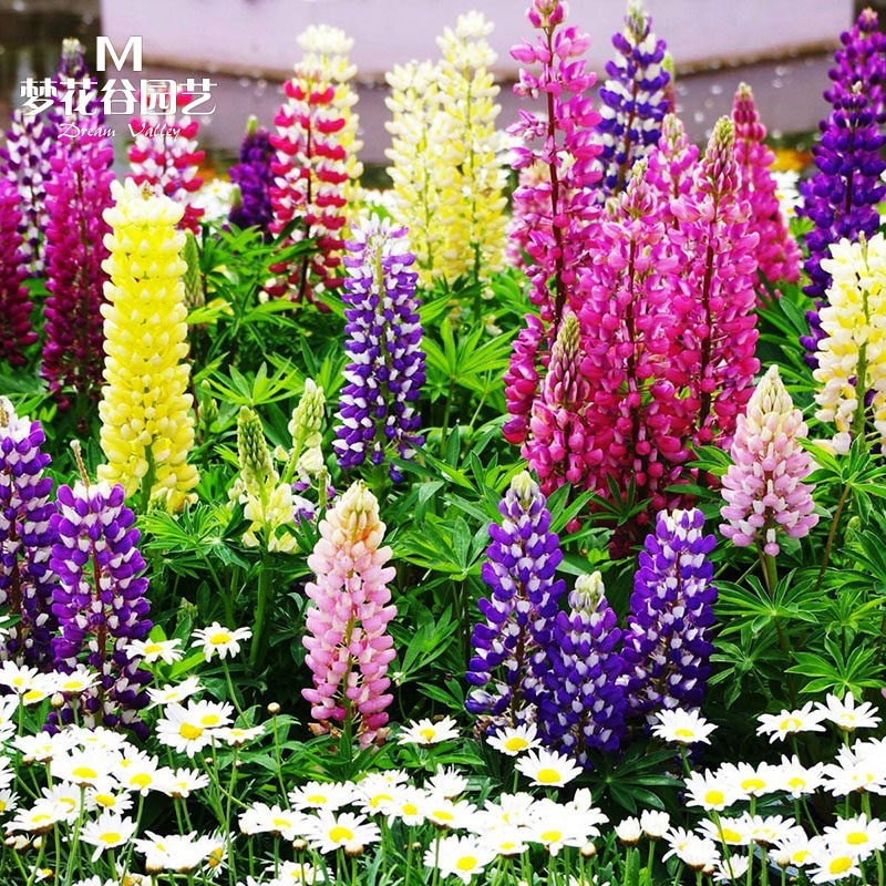 鲁冰花种子春秋易种多年生庭院室内阳台花卉盆栽花籽羽扇豆花种籽