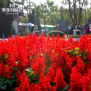 一串红种子春秋易种多年生室外庭院绿化花种籽子阳台花卉盆栽花种