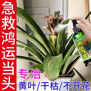 鸿运当头营养液凤梨花红运当头专用肥黄叶一喷绿烂根促开花防枯萎