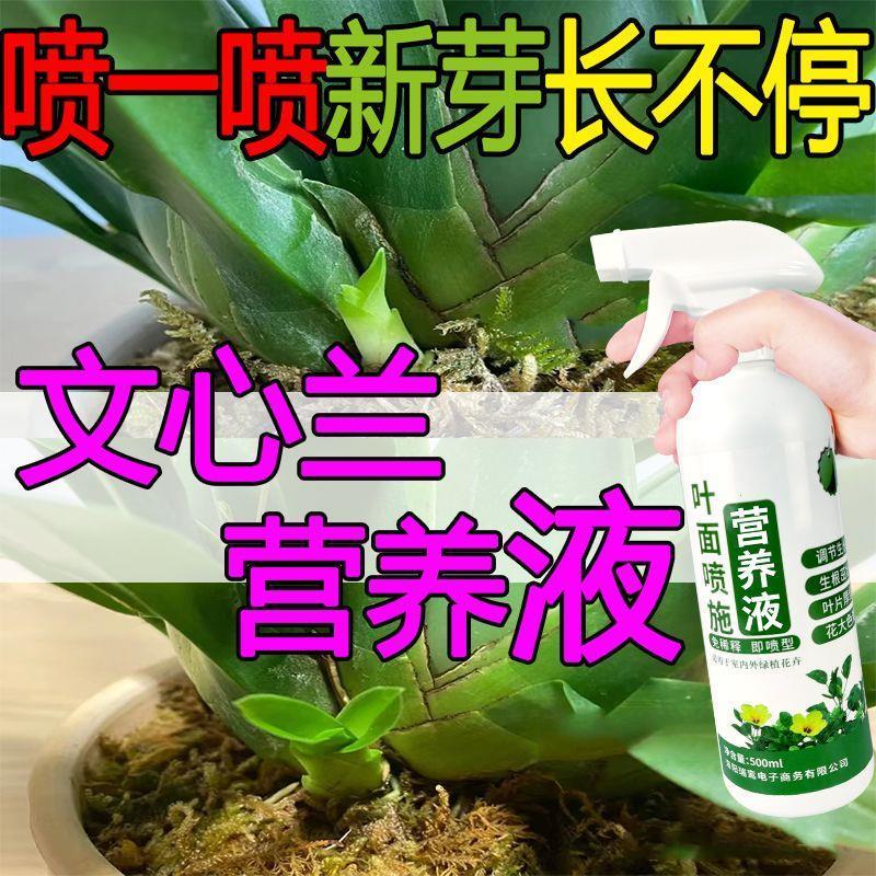 兰花专用营养液防止鳞茎干瘪叶片黄干枯开新芽爆芽开花持久免稀释